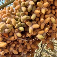 نخل رطب دار ۶۰عدد نخل مختلف