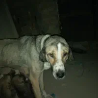 واگذاری سگ ماده و توله  عراقی
