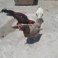 مرغ و خروس