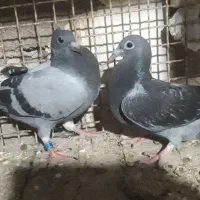 جوجه پلاکی