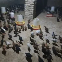جوجه محلی