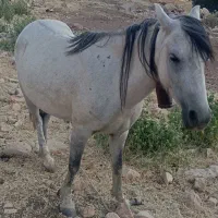 اسب مادیون