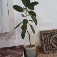 گل تازه رشد