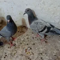 کفتر نر ماده