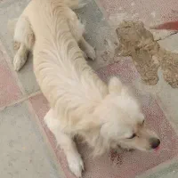 دوتاسگ بالغ