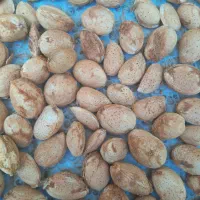 آجیل