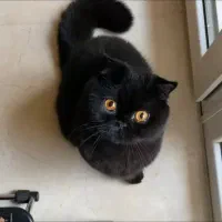 گربه نر برای جفت گیری با ماده