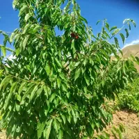 گیلاس|خوردنی و آشامیدنی|کلاترزان, |دیوار