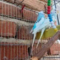 مرغ عشق