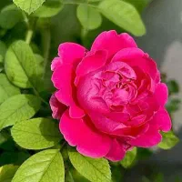 گلاب طبیعی
