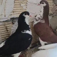 کبوتر نروماده دم تخم