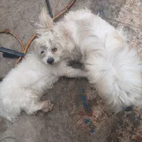 دو عدد توله سگ نر و ماده