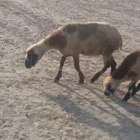 میش بره سالم سر حال