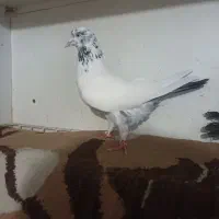 کفتر بوم پلنگ سبز کله سار