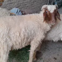 گوسفند