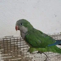 جوجه راهب سبز دون خور