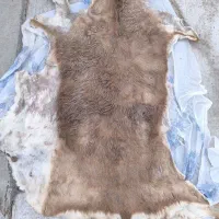 فروش پوست  اصل از عکس مشخصه بز گاو گوسفند