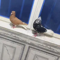 سه جفت کوهی دمسفید