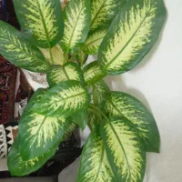 گل دیفن  با 4 ساقه ارتفاع 1 متر بیشتر