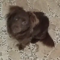 سگ نژاد دار شیتزو پامرمیکس