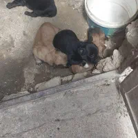 پامر