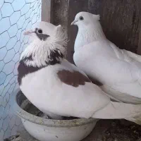 کبوتر|پرنده|قائم‌شهر, |دیوار