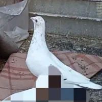 کبوتر|پرنده|مشهد, شهید آوینی|دیوار