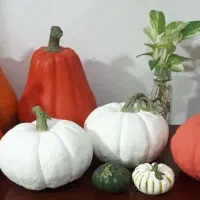 کدو رزین