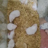 فروش همستر