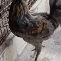 خروس