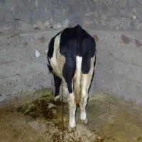 گوساله نر