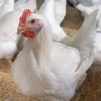 مرغ گوشتی ارگانیک پر کن