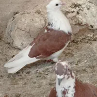 ماده دوکت