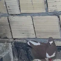 سرخ خوشرنگ تکمیل