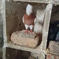 کبوتر