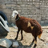 بره قوچ پلنگی عتیقه