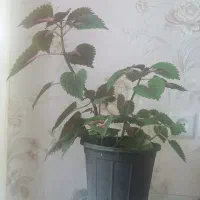 گل طبیعی زیبا