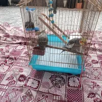 عروس هلندی