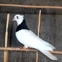 2کبوتر گرفتنی نر