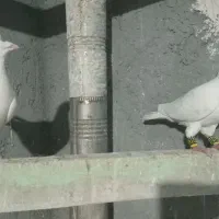 جفت سفیدالمانی نروماده