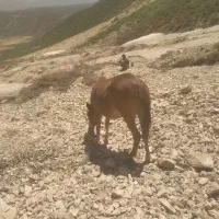 قاطر