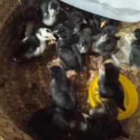 جوجه ۱ ماه عربی اصل