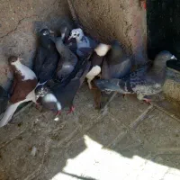 کفترکله کنی دونه ۷۰مقطوع همه سالم زرقان