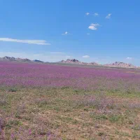 جویای نیروی کار