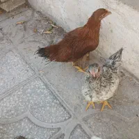 مرغ و خروس