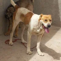 دوعدد سگ عالی