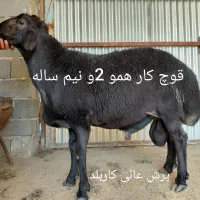 قوچ کار همو و هترو