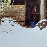 اسب
