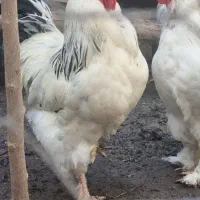 برهما لایت