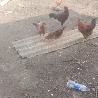 فروش اردک نر اسرائیلی  خروس محل دورگ پر شد بوقلمو